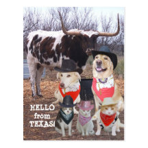 O vaqueiro engraçado Pets olá! de Texas Cartoes Postais