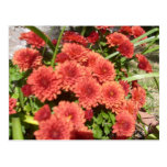 O vermelho floresce o cartão cartao postal