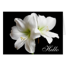 Olá! cartão da flor do lírio branco no preto
