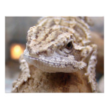 Olá! lagarto convites