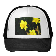 Olhar fixamente amarelo bones