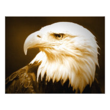 Olho de Eagle calvo do americano Convite