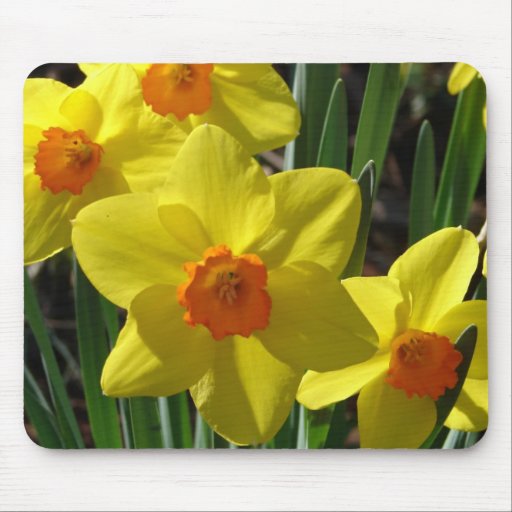 Olho do Daffodil Mouse Pads