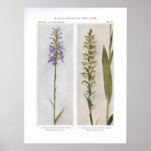 Orchis Roxo-Franjado menor Poster