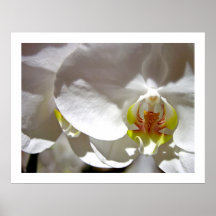 Orquídea branca poster