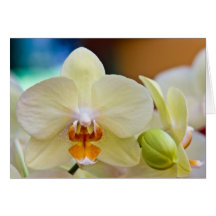 Orquídea • Cartão