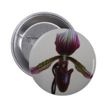 orquídea, deslizador de senhora botons