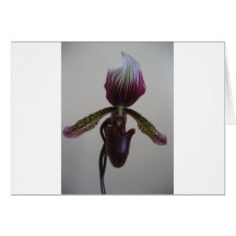 orquídea, deslizador de senhora cartoes