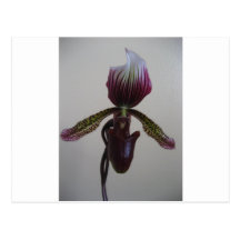 orquídea, deslizador de senhora cartões postais