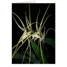 Orquídea nenhuns 4 por Paxbungle Cartoes