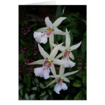 Orquídea Portuguesa-feliz do aniversário-four Cartões