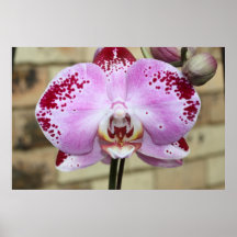 Orquídea Poster