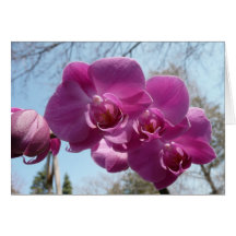 Orquídea roxa cartões