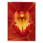 Orquídea vermelha cartões