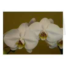Orquídeas brancas cartoes