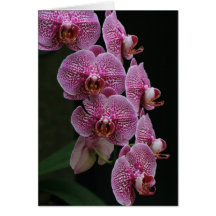 Orquídeas Cartão