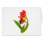 Orquídeas vermelhas e amarelas Frilly Cartao