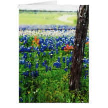 Os Bluebonnets de Texas aproximam uma cerca do ara Cartões