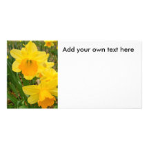 Os cartões de fotos dos Daffodils, adicionam seu p Cartoes Com Foto Personalizados