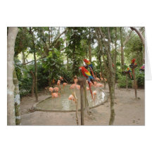 Os papagaios e os flamingos penduram para fora no  cartao
