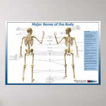 Ossos principais do corpo posters