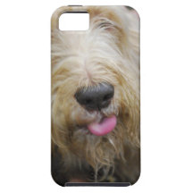 otterhound-2.jpg iPhone 5 capa