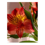 Outono do Alstroemeria Cartoes Postais