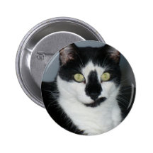 Paco o gatinho pins