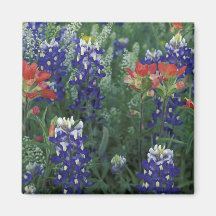 País do monte dos EUA, Texas. Bluebonnets e Imas