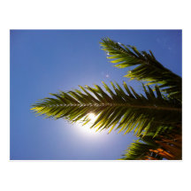 Palma havaiana cartoes postais