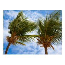 Palmeira Cartao Postal