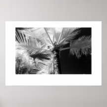 Palmeira havaiana posters