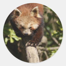 Panda vermelha adesivo redondo