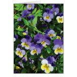 Pansies Cartao