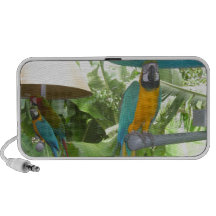 Papagaio bonito caixinha de som para notebook