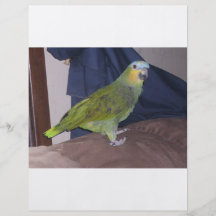 Papagaio Modelo De Panfletos