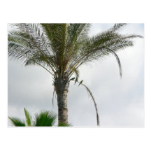 Papagaios na palmeira cartao postal