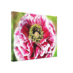 Papoila Ruffled - os ricos aumentaram Impressão De Canvas Esticadas