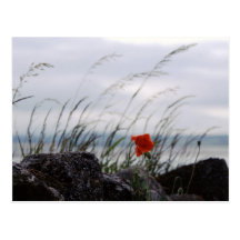 Papoila solitário, Lindisfarne, Inglaterra - cartã Cartão Postal