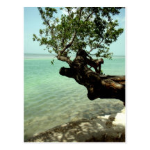 Paraíso Cartões Postais