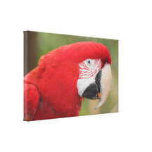 Parakeet das canvas impressão de canvas envolvidas