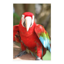 Parakeet Papel Personalizados