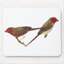 Pares carmesins do passarinho (branco-inchado) mousepad