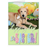 Páscoa - golden retriever - Augie Cartao