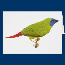 passarinho Azul-enfrentado do papagaio - trichroa  postais