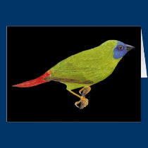 passarinho Azul-enfrentado do papagaio - trichroa  postais