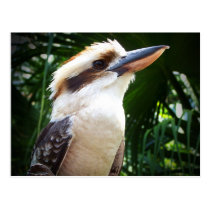 pássaro contra Kookaburra verde cartées postais