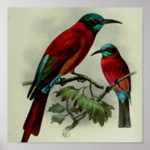 pássaro vermelho poster
