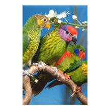 Pássaros coloridos papel personalizados