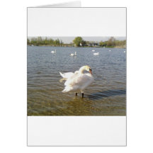 Pássaros da cisne cartões